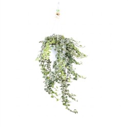 Hedera helix White Wonder