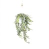 Hedera helix White Wonder