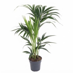 KENTIA FORSTERIANA V17