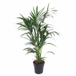 KENTIA FORSTERIANA V21