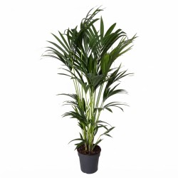 copy of KENTIA FORSTERIANA V21