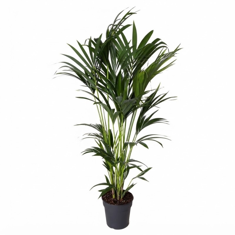 copy of KENTIA FORSTERIANA V21