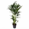 copy of KENTIA FORSTERIANA V21