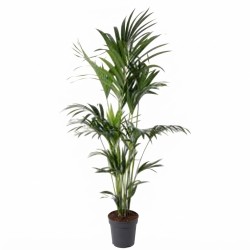 KENTIA FORSTERIANA V27
