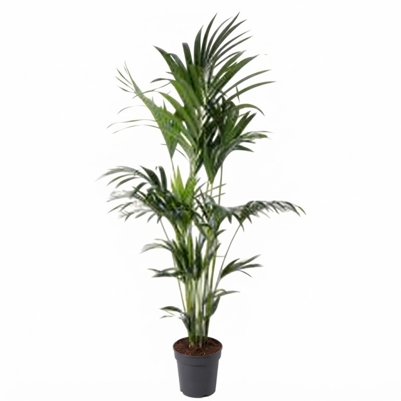 KENTIA FORSTERIANA V27