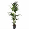 KENTIA FORSTERIANA V27