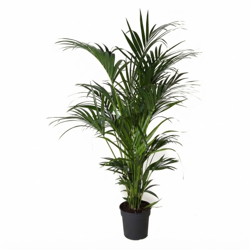 KENTIA FORSTERIANA V31 H180