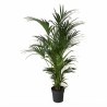 KENTIA FORSTERIANA V31 H180