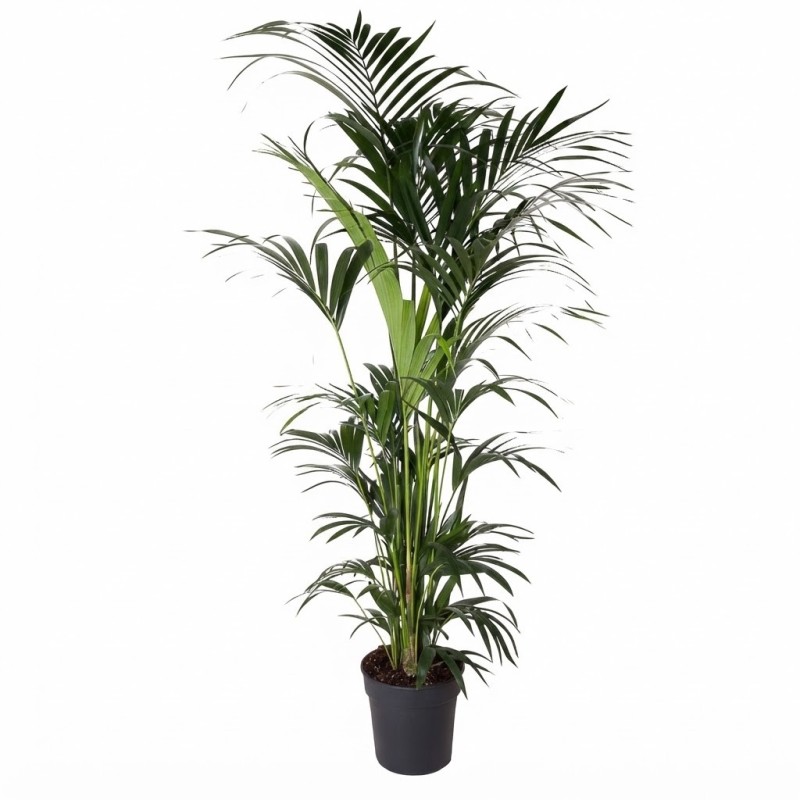 KENTIA FORSTERIANA V31 H220