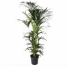 KENTIA FORSTERIANA V31 H220