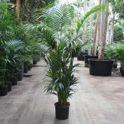 KENTIA FORSTERIANA V34 H220