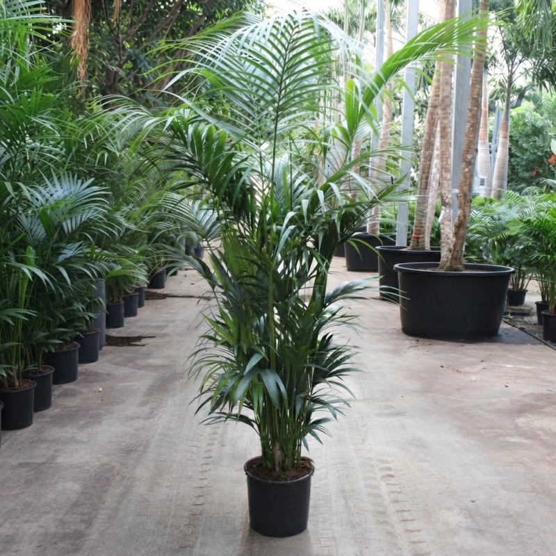 KENTIA FORSTERIANA V34 H220