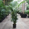 KENTIA FORSTERIANA V34 H220