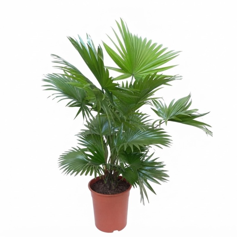 LIVISTONA ROTUNDIFOLIA V21