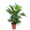 LIVISTONA ROTUNDIFOLIA V21