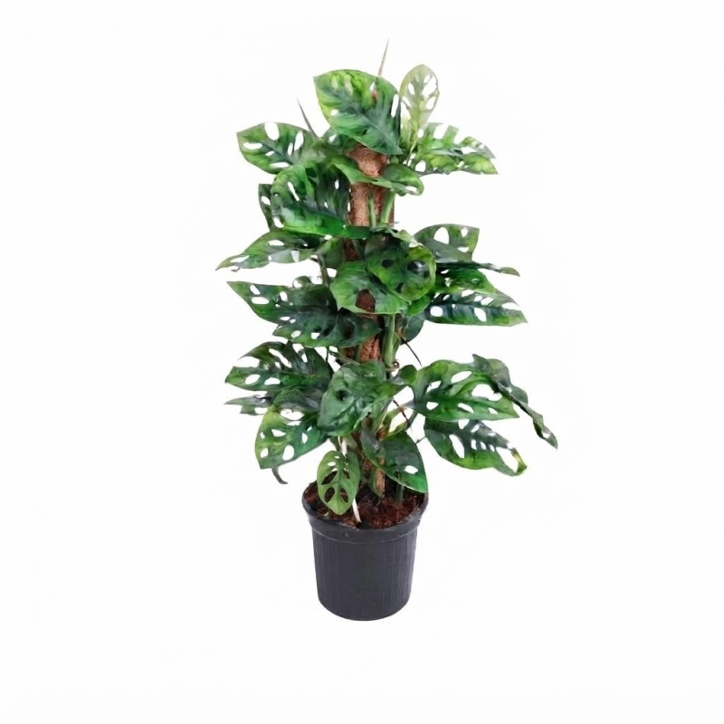 MONSTERA ADAN. MONKEY LEAF V16