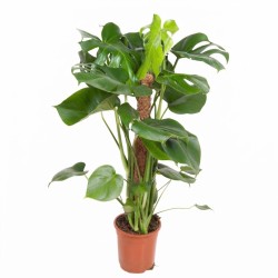 MONSTERA DELICIOSA V19 SU PALO