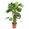 MONSTERA DELICIOSA V19 SU PALO