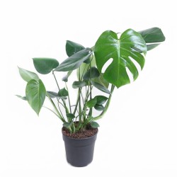 MONSTERA DELICIOSA V19