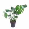 MONSTERA DELICIOSA V19