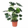 MONSTERA DELICIOSA V21