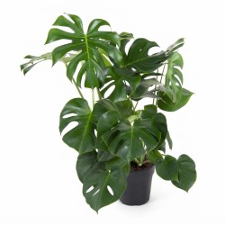 MONSTERA DELICIOSA V24