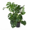MONSTERA DELICIOSA V24