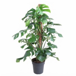 MONSTERA DELICIOSA V24 ON POLE