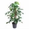 MONSTERA DELICIOSA V24 ON POLE