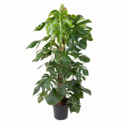 MONSTERA DELICIOSA V27 ON POLE