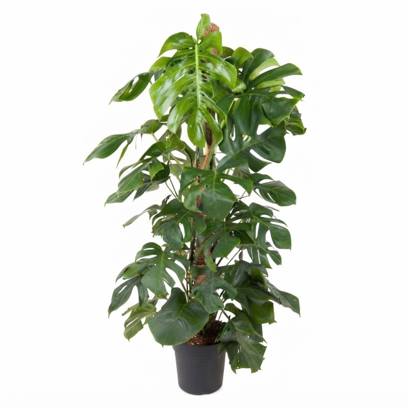 MONSTERA DELICIOSA V27 SU PALO