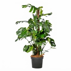 MONSTERA DELICIOSA V35 ON POLE