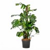 MONSTERA DELICIOSA V35 ON POLE