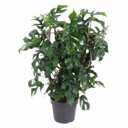 MONSTERA MINIMA V19 SU GRATA