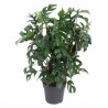 MONSTERA MINIMA V19 ON RACK