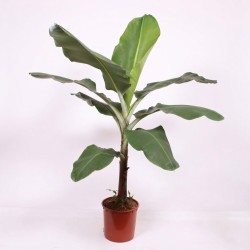 MUSA DWARF CAVENDISH V34