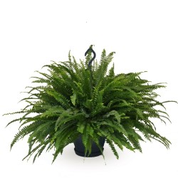 NEPHROLEPIS EX. GREEN LADY V20