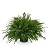 NEPHROLEPIS EX. GREEN LADY V20