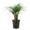 NOLINA BEAUC. V21 H065 BRA.T3