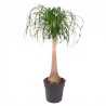 NOLINA BEAUC. V27 H110