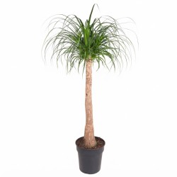NOLINA BEAUC. V30 H140