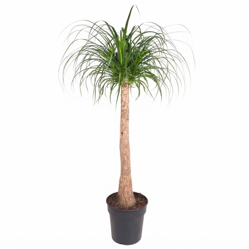 NOLINA BEAUC. V30 H140