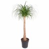 NOLINA BEAUC. V30 H140
