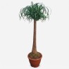 NOLINA BEAUC. V32 H125