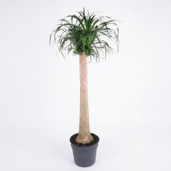 NOLINA BEAUC. V34 H140