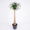 NOLINA BEAUC. V34 H140