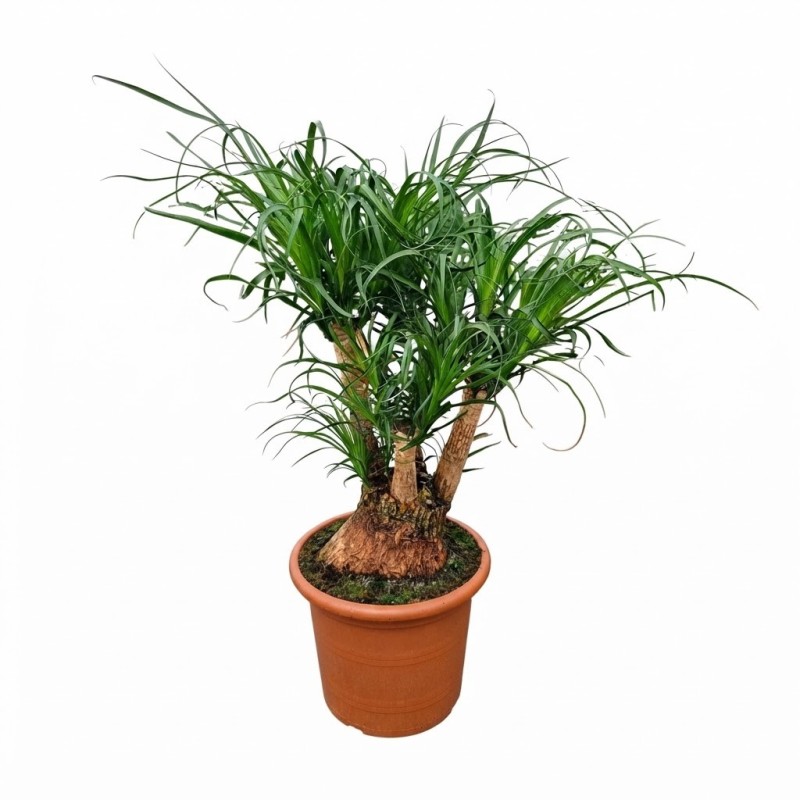 NOLINA BEAUC. V35 H090 BRA.T3