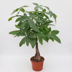 PACHIRA AQUATICA V19
