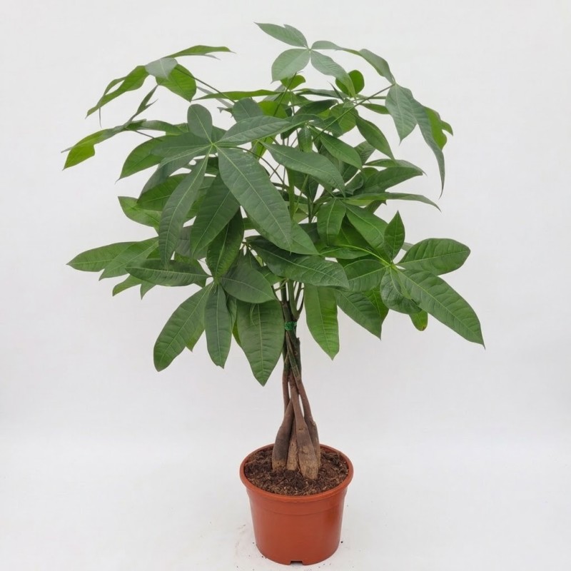 PACHIRA AQUATICA V19