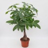 PACHIRA AQUATICA V19